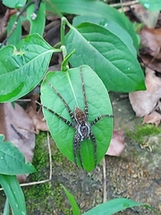 Dolomedes raptor