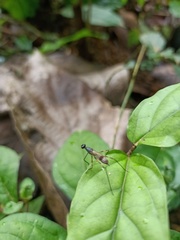 Taeniapterinae