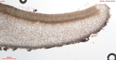 Peziza griseorosea