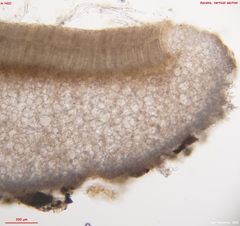 Peziza griseorosea