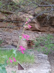 Penstemon pseudospectabilis