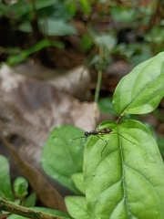 Taeniapterinae