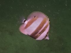 Coradion chrysozonus