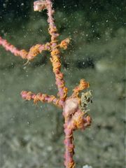 Ophiothela mirabilis