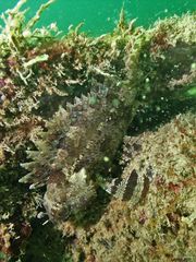 Centrogenys vaigiensis