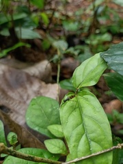 Taeniapterinae