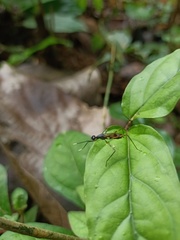 Taeniapterinae