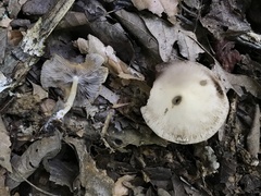 Psathyrella kauffmanii