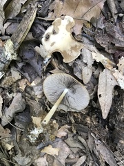 Psathyrella kauffmanii