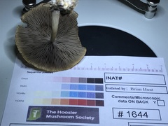 Psathyrella kauffmanii