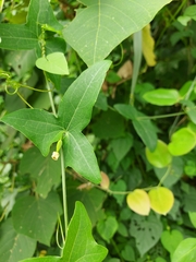 Solena amplexicaulis