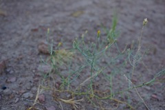 Leucosyris carnosa