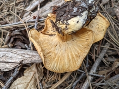 Cortinarius thiersii