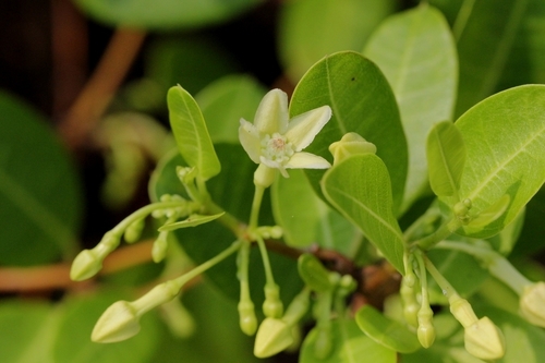 Image of Gymnanthera oblonga by no rights reserved
