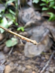 Oecophylla smaragdina