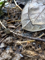Oecophylla smaragdina