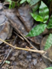 Oecophylla smaragdina
