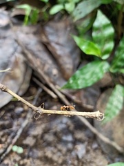 Oecophylla smaragdina