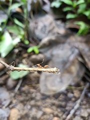Oecophylla smaragdina