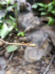 Oecophylla smaragdina