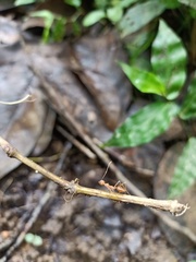Oecophylla smaragdina