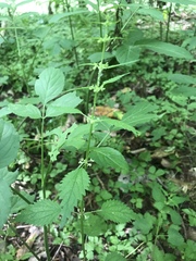 Urtica chamaedryoides