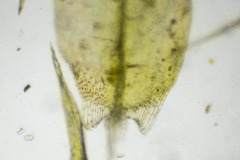 Warnstorfia fluitans