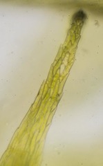 Warnstorfia fluitans