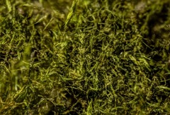 Warnstorfia fluitans