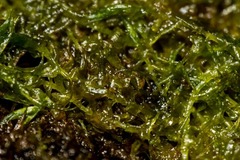 Warnstorfia fluitans