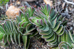 Crassula ciliata