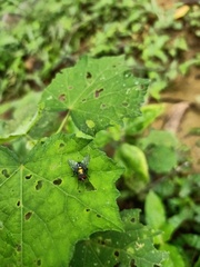 Calliphoridae