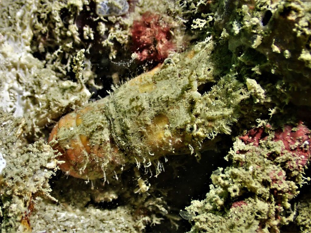 Crenarctus
