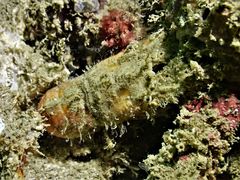 Crenarctus bicuspidatus