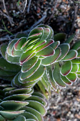 Crassula ciliata