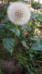 Taraxacum officinale