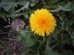 Taraxacum officinale