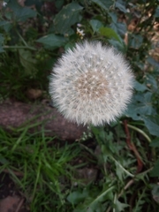 Taraxacum officinale