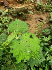 Calliphoridae