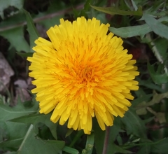 Taraxacum officinale