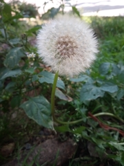 Taraxacum officinale