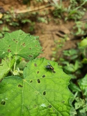 Calliphoridae