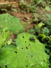 Calliphoridae