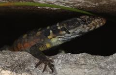 Pseudocordylus microlepidotus microlepidotus