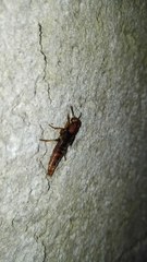 Platydracus vittatus