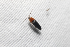 Megapenthes nigriventris
