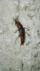 Platydracus vittatus