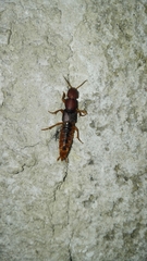 Platydracus vittatus
