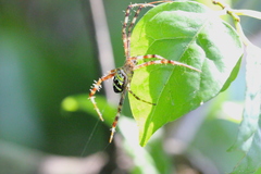Argiope aetheroides