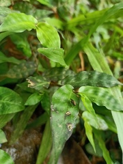 Orthoptera